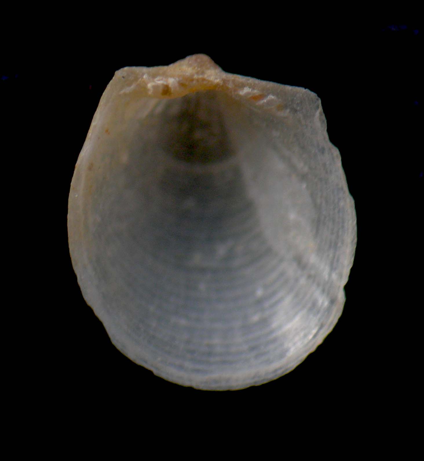 Limopsis minuta